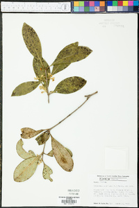 Osmanthus americana image
