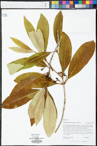 Osmanthus americana image