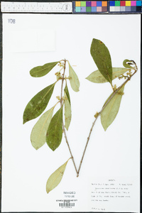 Osmanthus americana image