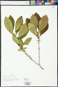 Osmanthus americana image