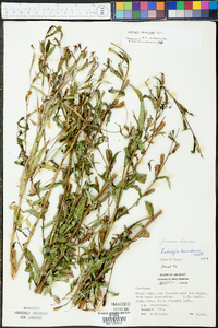 Ludwigia decurrens image