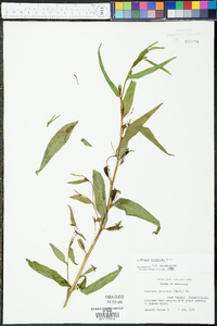 Ludwigia decurrens image