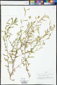 Ludwigia glandulosa image