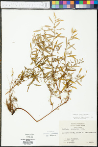 Ludwigia glandulosa image