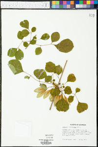 Fraxinus caroliniana image