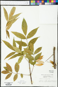 Fraxinus caroliniana image