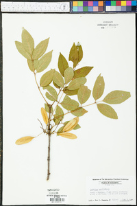 Fraxinus caroliniana image