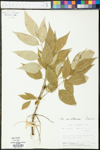 Fraxinus americana var. biltmoreana image