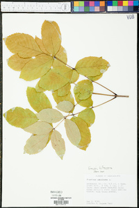 Fraxinus biltmoreana image