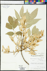 Fraxinus biltmoreana image