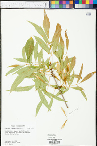 Fraxinus caroliniana image