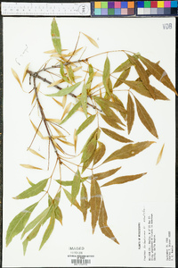 Fraxinus berlandieriana image