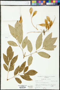 Fraxinus caroliniana image