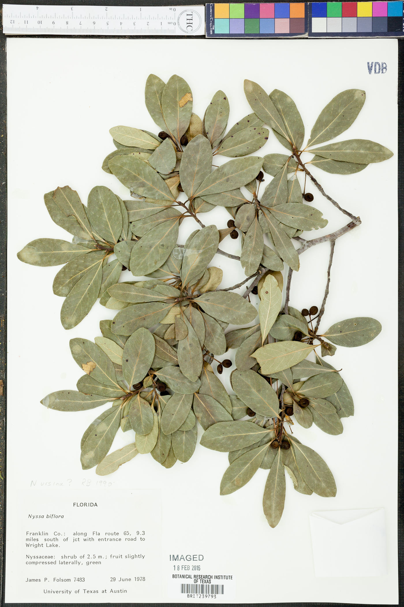 Nyssa ursina image
