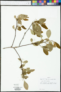 Nyssa biflora image