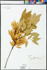 Fraxinus caroliniana image