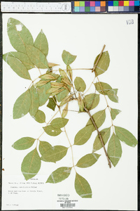 Fraxinus caroliniana image