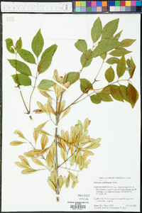 Fraxinus caroliniana image