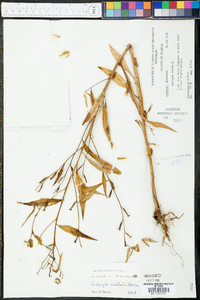 Ludwigia decurrens image