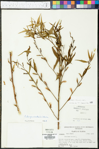 Ludwigia decurrens image