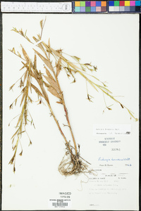 Ludwigia decurrens image