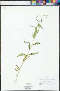 Ludwigia decurrens image