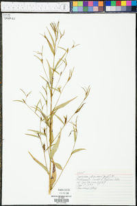 Ludwigia decurrens image