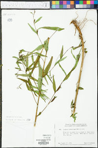 Ludwigia decurrens image