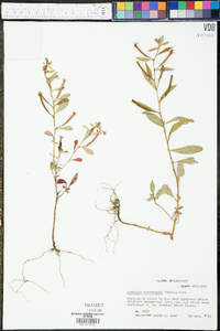 Ludwigia leptocarpa image