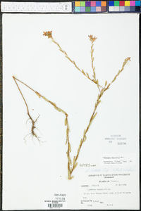 Ludwigia hirtella image