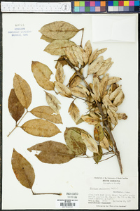 Fraxinus caroliniana image