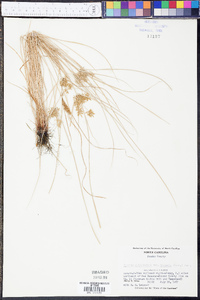 Cyperus polystachyos var. texensis image