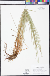 Eleocharis robbinsii image