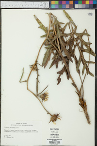 Silphium albiflorum image