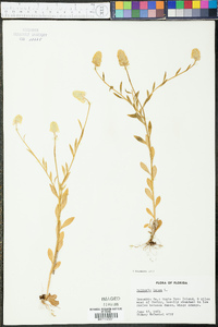 Polygala lutea image