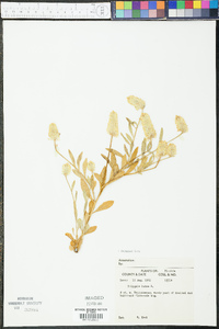 Polygala lutea image