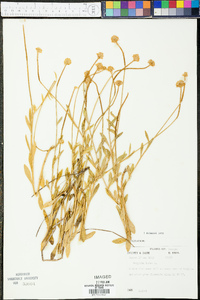 Polygala lutea image