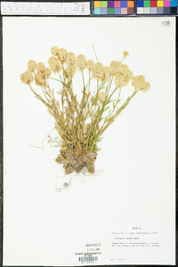 Polygala lutea image