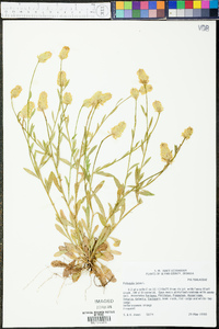 Polygala lutea image