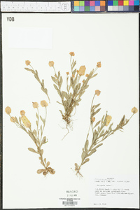 Polygala lutea image