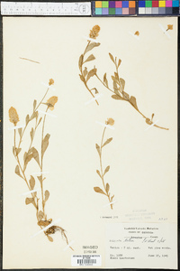 Polygala lutea image