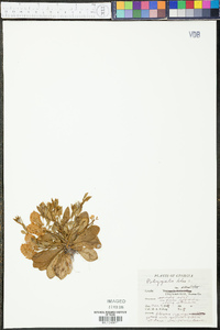 Polygala lutea image