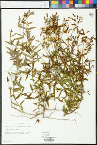 Rhexia nashii image