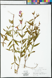 Rhexia nashii image