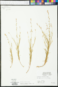 Oenothera linifolia image