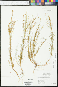 Oenothera linifolia image