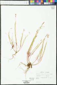 Oenothera linifolia image