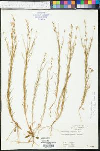 Oenothera linifolia image