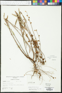 Ludwigia maritima image