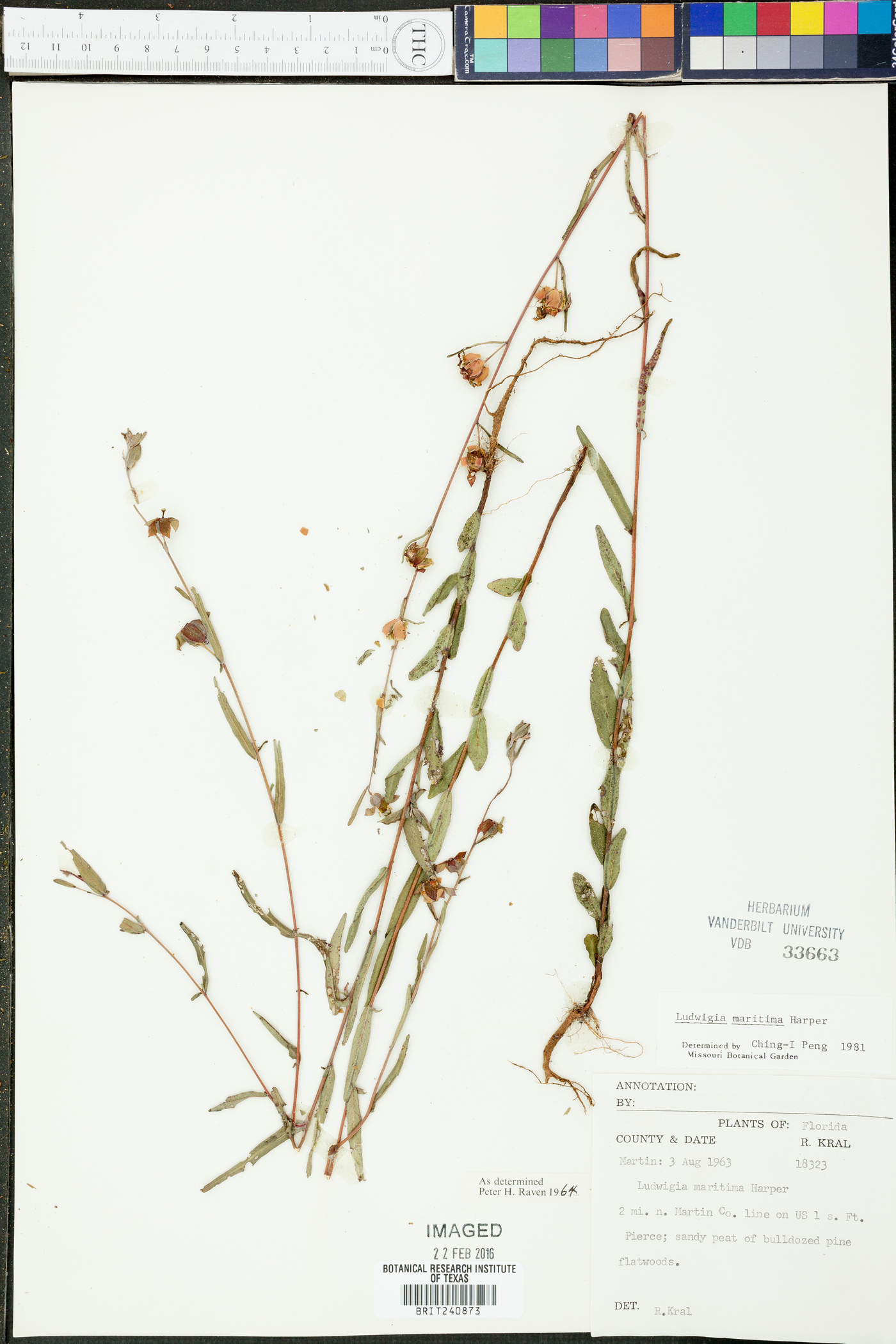 Ludwigia maritima image